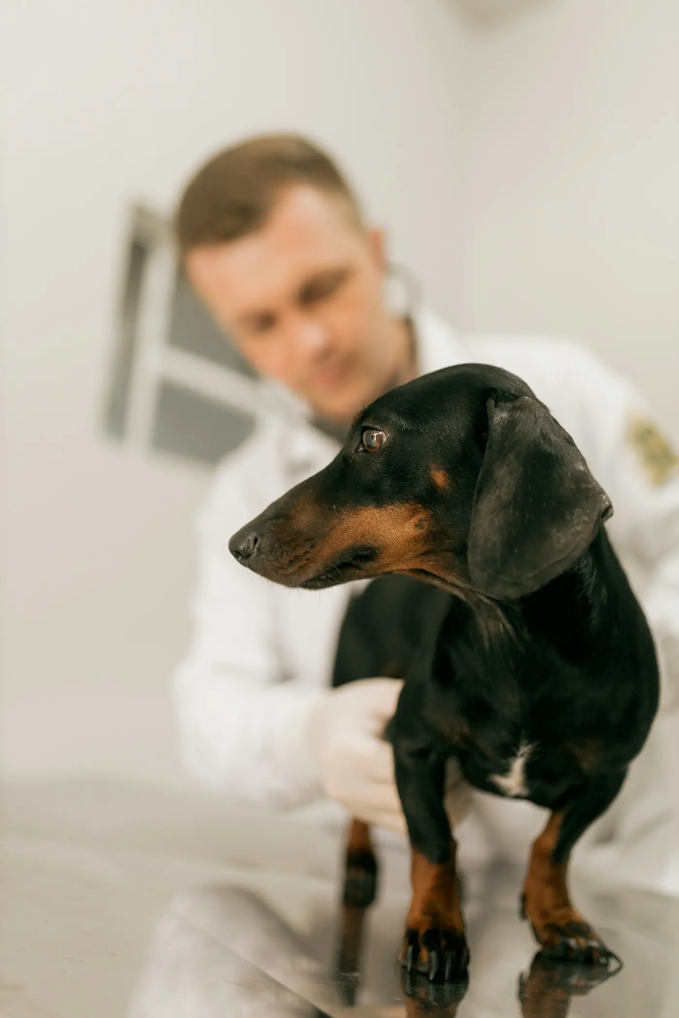 Un veterinario examina a un dachshund negro y beige
