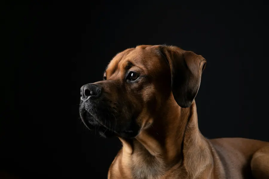 Consulta general en Clínica Veterinaria Patitas, Pitalito (foto de muestra)